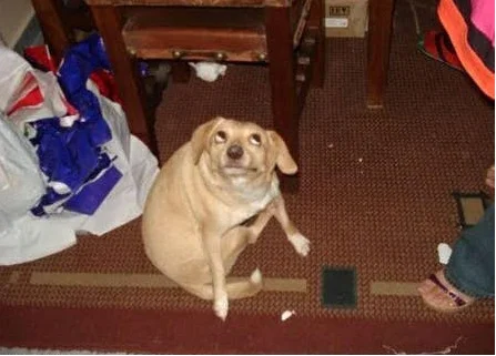 attachments-dog-rolling-eyes-webp.24021.webp
