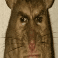 attachments-labrat-gif.19635.gif