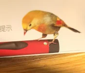 attachments-bird-7-webp.21399.webp