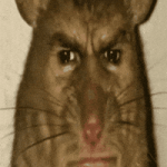 attachments-labrat-gif.19635.gif