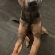 Justagirlandherdog