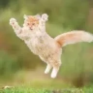 Areyoukitten