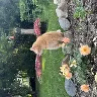 Pissyrabbit