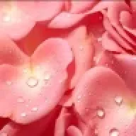 ZuZuPetals