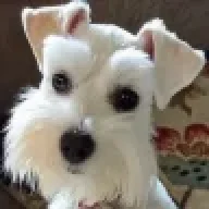 SchnauzerGal
