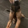 Justagirlandherdog