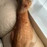 Labcat