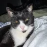 Figis1badcat