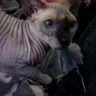bellanoise
