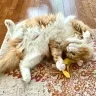 catwitch