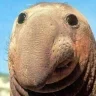 IAmTheWalrus