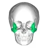 Clavicular's Hammer