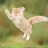 Areyoukitten
