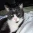 Figis1badcat