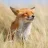 foxgirl