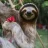 ResearchSloth78