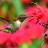 Rubyhummingbird